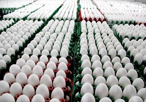 توزيع تخم مرغ تنظیم بازار در سطح استان یزد