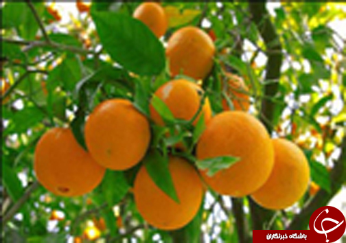 نگاهی گذرا به مهمترین رویداد&zwnj;های دوشنبه ۹ بهمن ماه در مازندران
