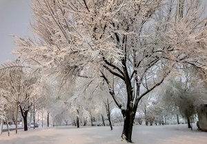 بارش پراکنده برف/ دمای آبیک به منفی ۱۷ درجه رسید