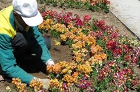 احیای فضای سبز در میادین شهر مهران