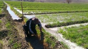 کشت گندم به روش پشته در شوش