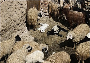 تب برفکی در کمین دام های استان سمنان