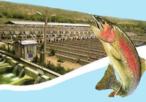 آمادگی برای ایجاد شهرک تخصصی ماهیان سردآبی