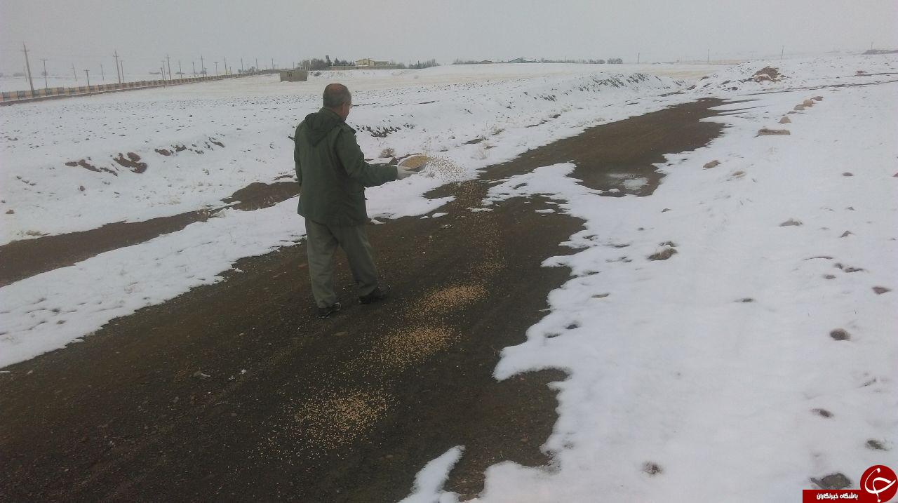 دانه پاشی برای پرندگان در شهرستان سنقر و کلیایی+ تصاویر دانه پاشی برای پرندگان در شهرستان سنقر و کلیایی+ تصاویر