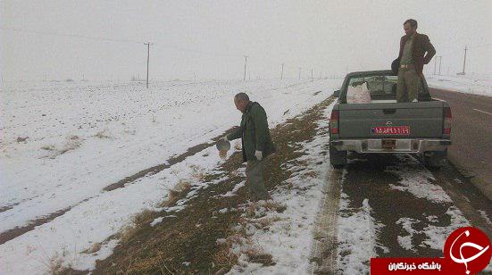 دانه پاشی برای پرندگان در شهرستان سنقر و کلیایی+ تصاویر