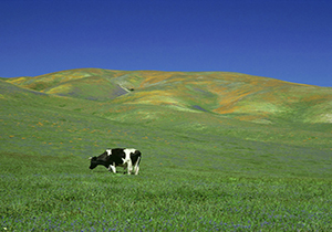 تبدیل یک صحرا به مزرعه ای پر محصول توسط محققان چینی + فیلم