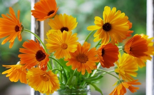 نسخهای گیاهی برای درمان عفونت گوش نسخهای گیاهی برای درمان عفونت گوش