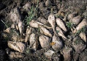 کشت پاییزه چغندر قند در بیش از یک هزار هکتار از اراضی پارس آباد