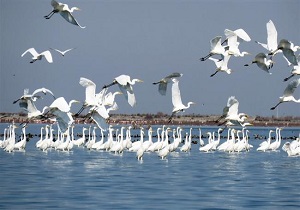 پرندگان آبزی و کنارآبزی سرشماری شدند