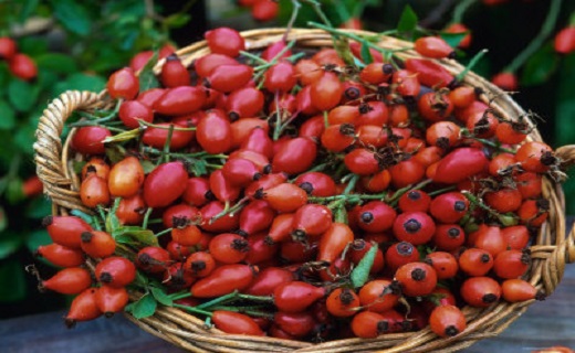 میوه نسترن ضد سنگ کلیه/ نابودی سنگ کلیه با میوه نسترن