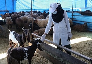 از ویزیت رایگان بیش از ۹۰ هزار راس دام خبر داد
