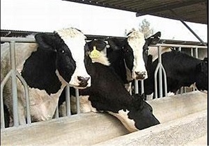 مصرف بیش از  600هزار دز واکسن در جمعیت دامی قاین