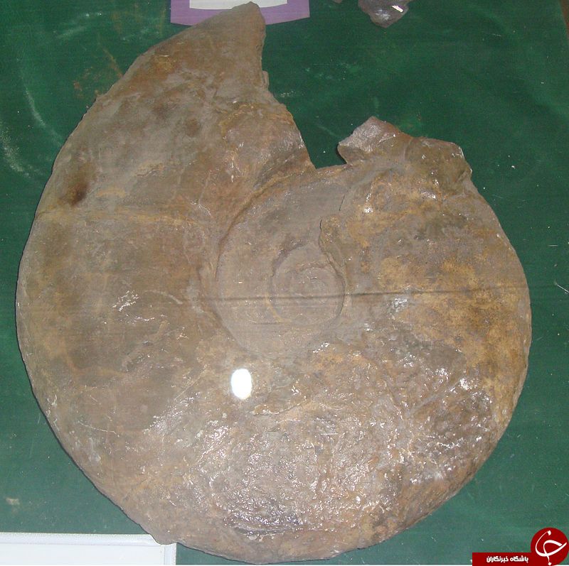 کشف فسیل 190 میلیون ساله در &laquo;دوون&raquo; بریتانیا+تصاویر