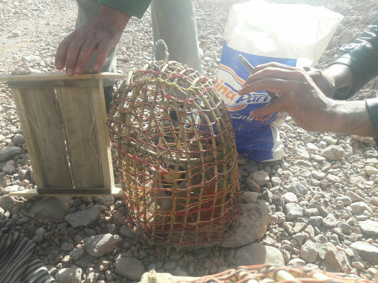 شکارچی متخلف در شهرستان کرمان دستگیر شد