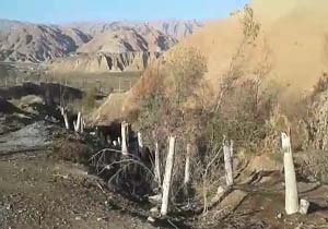 قلع و قمع درختان در روستای «باباخوارزم» + فیلم