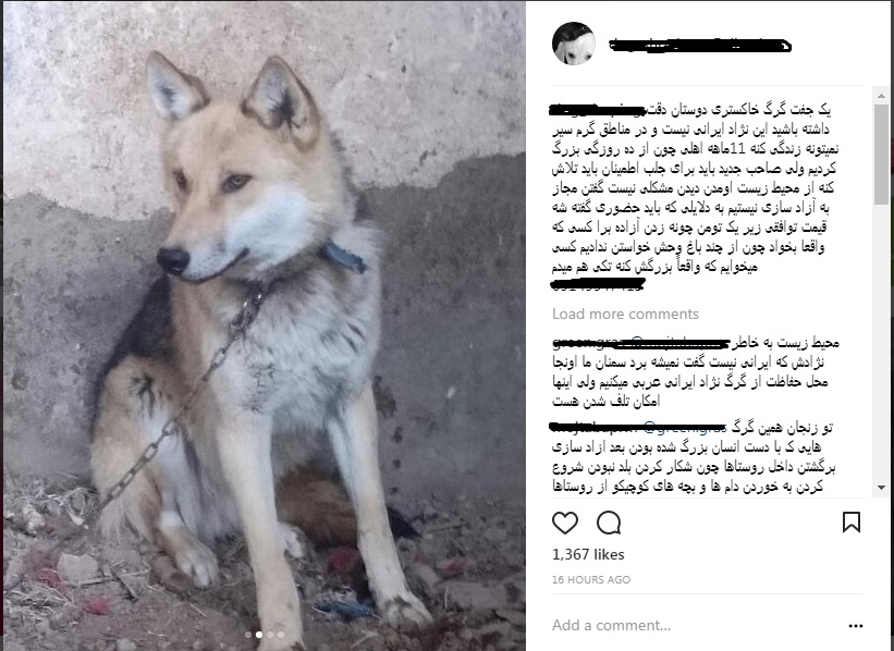 قانون به دنبال فروشندگان گرگ های یک میلیون تومانی