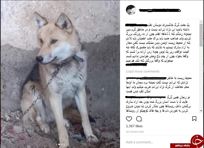 فروش اینترنتی  &laquo;گرگ اهلی&raquo; یک&zwnj;میلیون تومان