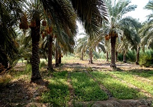 کاشت بیش از سه هزار اصله پاجوش نخل خرما