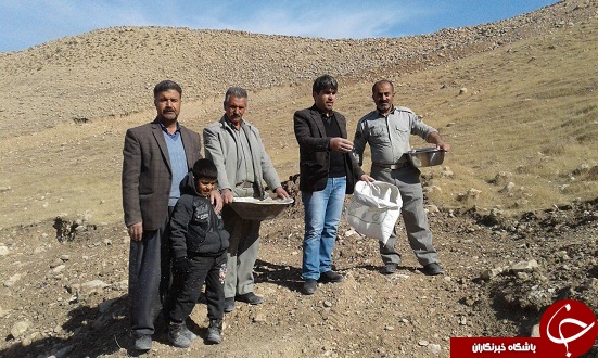 200 کیلوگرم جو نذر طبیعت شد+تصویر