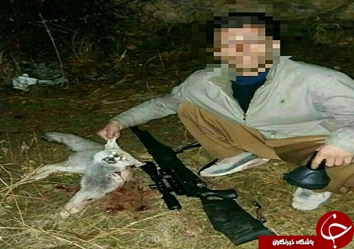محکومیت  حبس تعزیری برای فردی که اقدام به شکار روباه و پخش تصویر آن می کرد+تصویر
