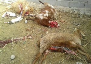 تلف شدن 11راس گوسفند در جاجرم توسط گرگ