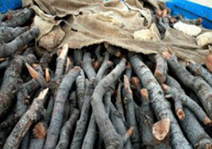 کشف ۱۴ تن چوب قاچاق در بندرگز