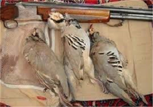 دستگیری شکارچی متخلف در بیجار