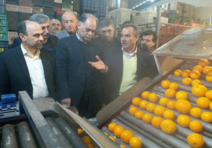 ذخیره سازی ۴۰ هزار تن مرکبات