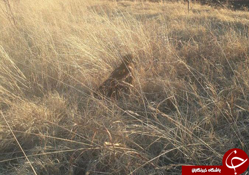 یک بهله سار گپه معمولی حلقه گذاری و رهاسازی شد