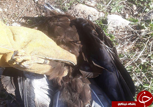 یک بهله سار گپه معمولی حلقه گذاری و رهاسازی شد