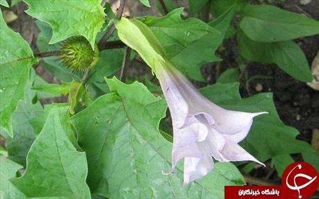 داروی بی&zwnj;حسی گیاهان را به 