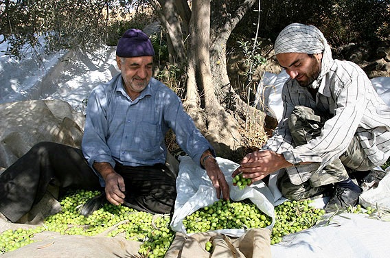 طارم بر بام افتخار تولید زیتون در کشور /ظرفیتی که مغفول مانده است