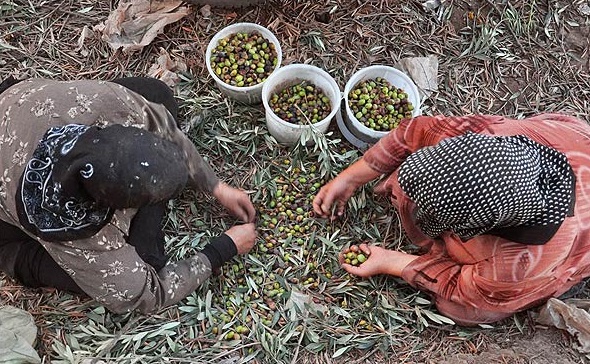 طارم بر بام افتخار تولید زیتون در کشور /ظرفیتی که مغفول مانده است