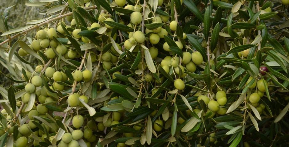 طارم بر بام افتخار تولید زیتون در کشور /ظرفیتی که مغفول مانده است