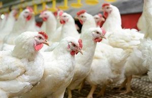 مشاهده ویروس آنفولانزای فوق حاد پرندگان در گیلان