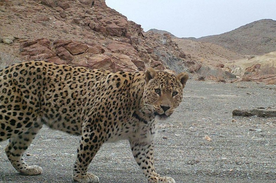 حمله پلنگ به گوسفندان دهستان زیلایی