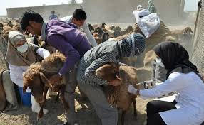 خدمات رایگان مراکز دام پزشکی رفسنجان