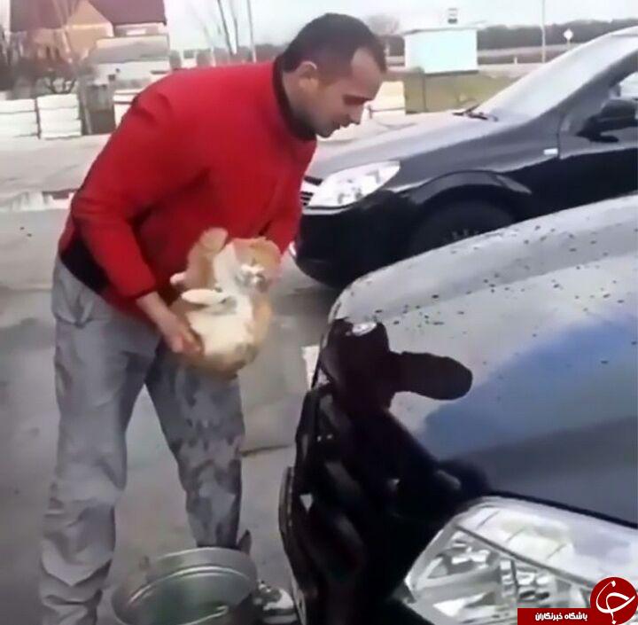 &nbsp; خشم طرفداران حقوق حیوانات از اقدام عجیب مرد روس! فیلم