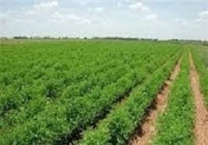 کشاورزی محور اصلی توسعه استان اردبیل