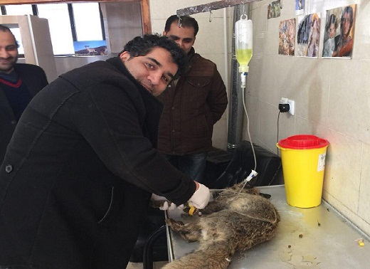نجات معجزه آسای ۲ روباه گرفتار توسط کبوتر+ تصاویر