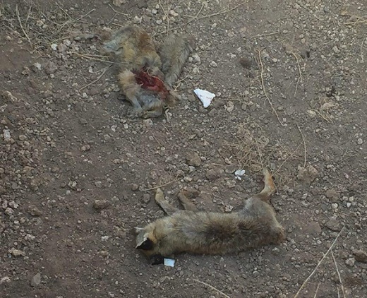 نجات معجزه آسای ۲ روباه گرفتار توسط کبوتر+ تصاویر