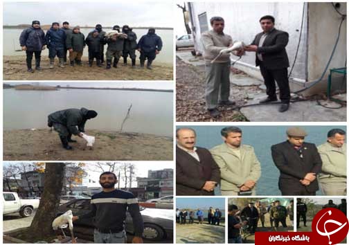 زندگی دوباره به پرندگان زمستان گذران گرفتار در دام شکارچیان +تصاویر