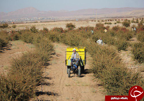 راهیابی مستند &laquo;جوهره&raquo;،تولید شبکه خاوران به جشنواره عمار