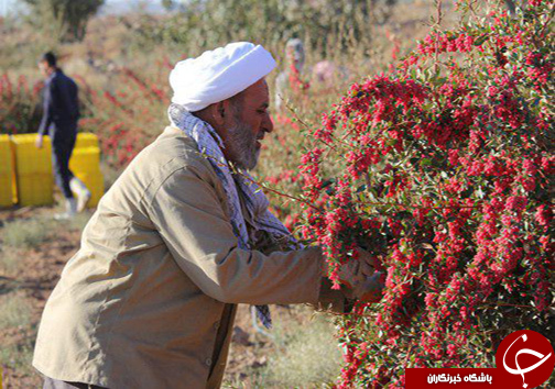 راهیابی مستند &laquo;جوهره&raquo;،تولید شبکه خاوران به جشنواره عمار