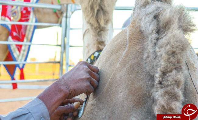 رقابت تنگاتنگ میان شترها در بزرگترین جشنواره شتر در عربستان سعودی: از جراحی پلاستیک تا پیرایش شترها! + تصاویر رقابت تنگاتنگ میان شترها در بزرگترین جشنواره شتر در عربستان سعودی: از جراحی پلاستیک تا پیرایش شترها! + تصاویر
