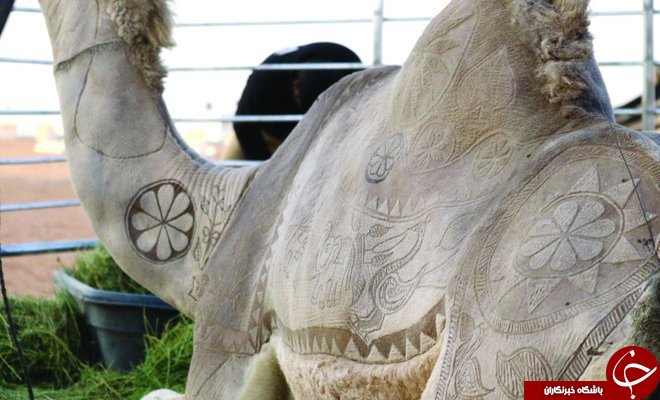 رقابت تنگاتنگ میان شترها در بزرگترین جشنواره شتر در عربستان سعودی: از جراحی پلاستیک تا پیرایش شترها! + تصاویر رقابت تنگاتنگ میان شترها در بزرگترین جشنواره شتر در عربستان سعودی: از جراحی پلاستیک تا پیرایش شترها! + تصاویر