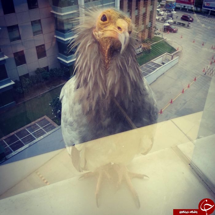 تصاویری جالب از حضور پرندگان و حیوانات در نزدیکی محل سکونت انسان ها