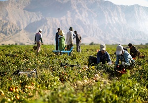 تصویب طرح های اشتغال فراگیر کشاورزی با اعتبار 120 میلیار ریال در کوثر