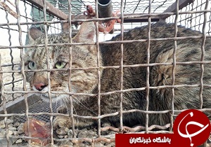 ثبت اولین گونه گربه سان در بویین زهرا+ عکس و فیلم
