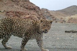 حمله پلنگ به مرد طارمی